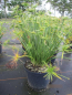 Preview: Cyperus papyrus Cleopatra - Zwergpapyrus Cleopatra